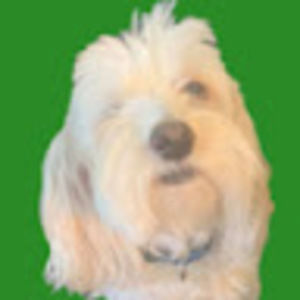 Meet your Posher, Harry